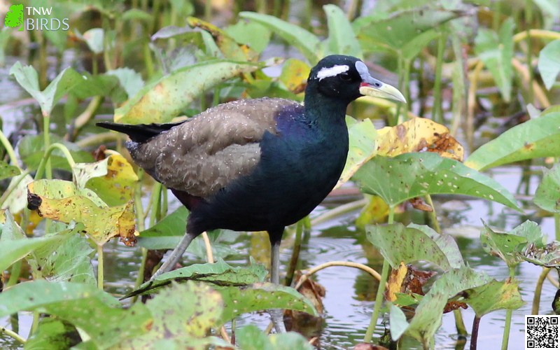 Bronze-winged Jacana